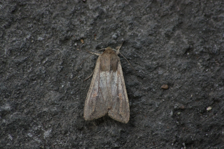 ID noctuidae